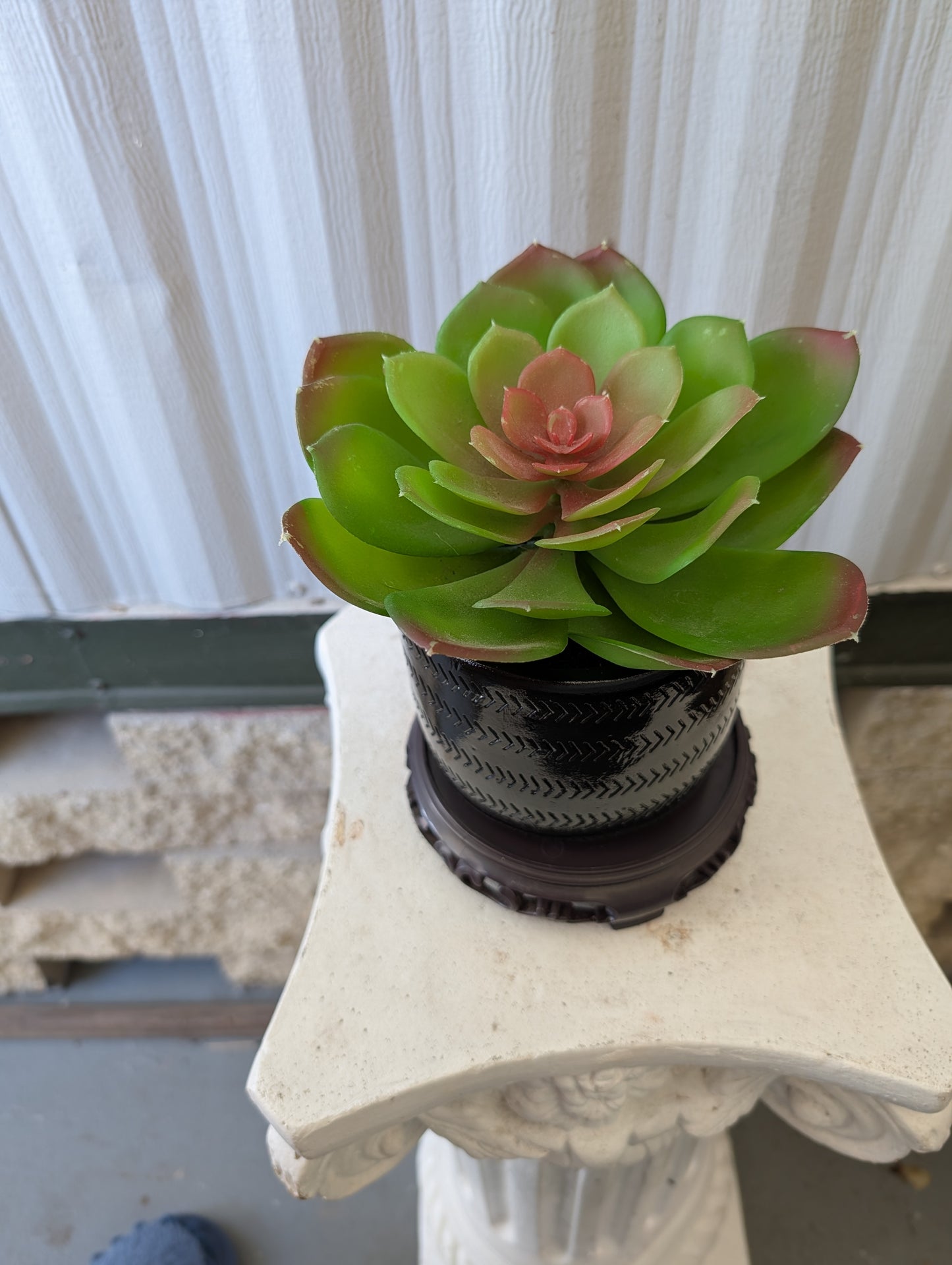 Single Extra-Large Succulent