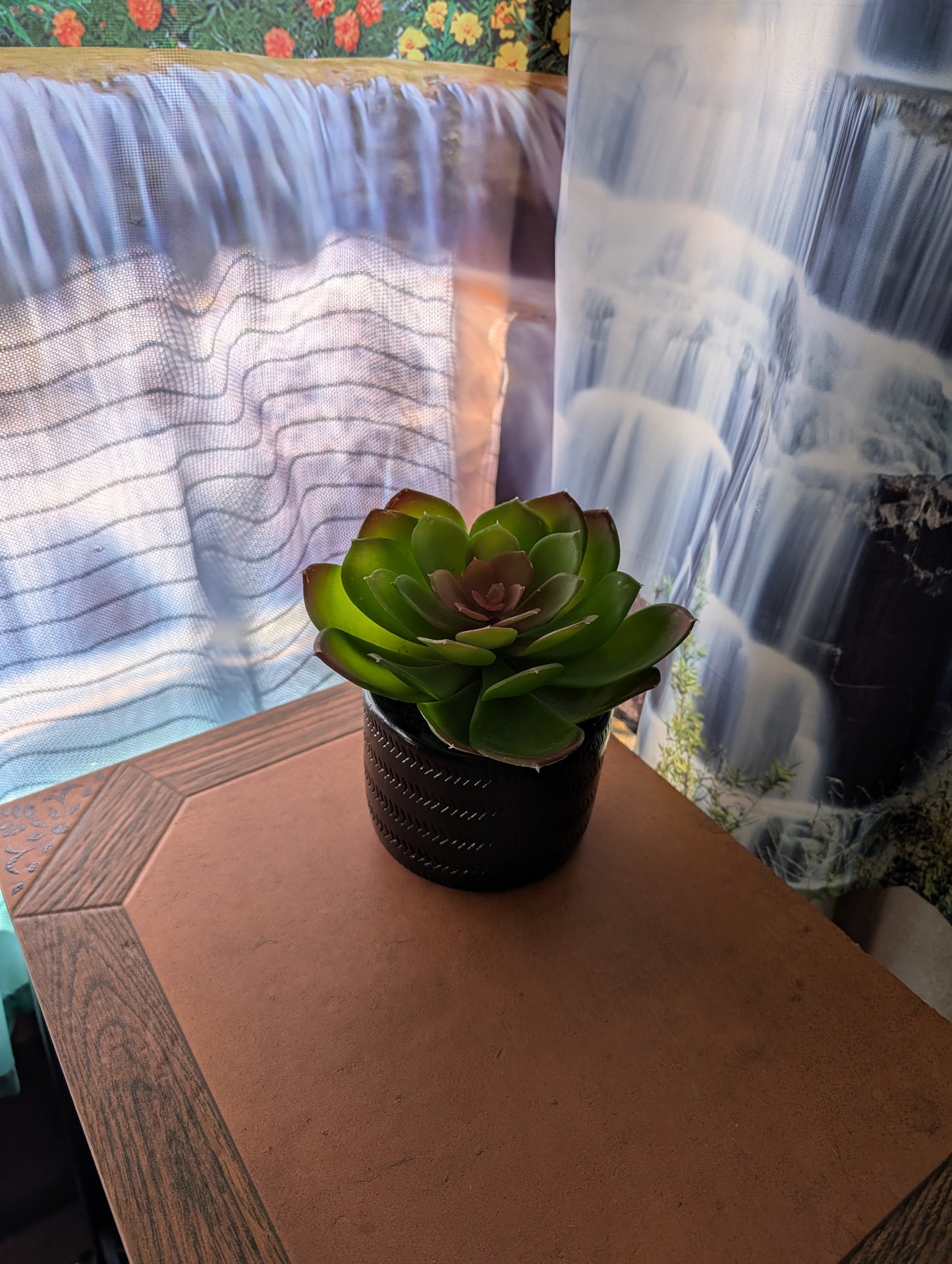 Single Extra-Large Succulent