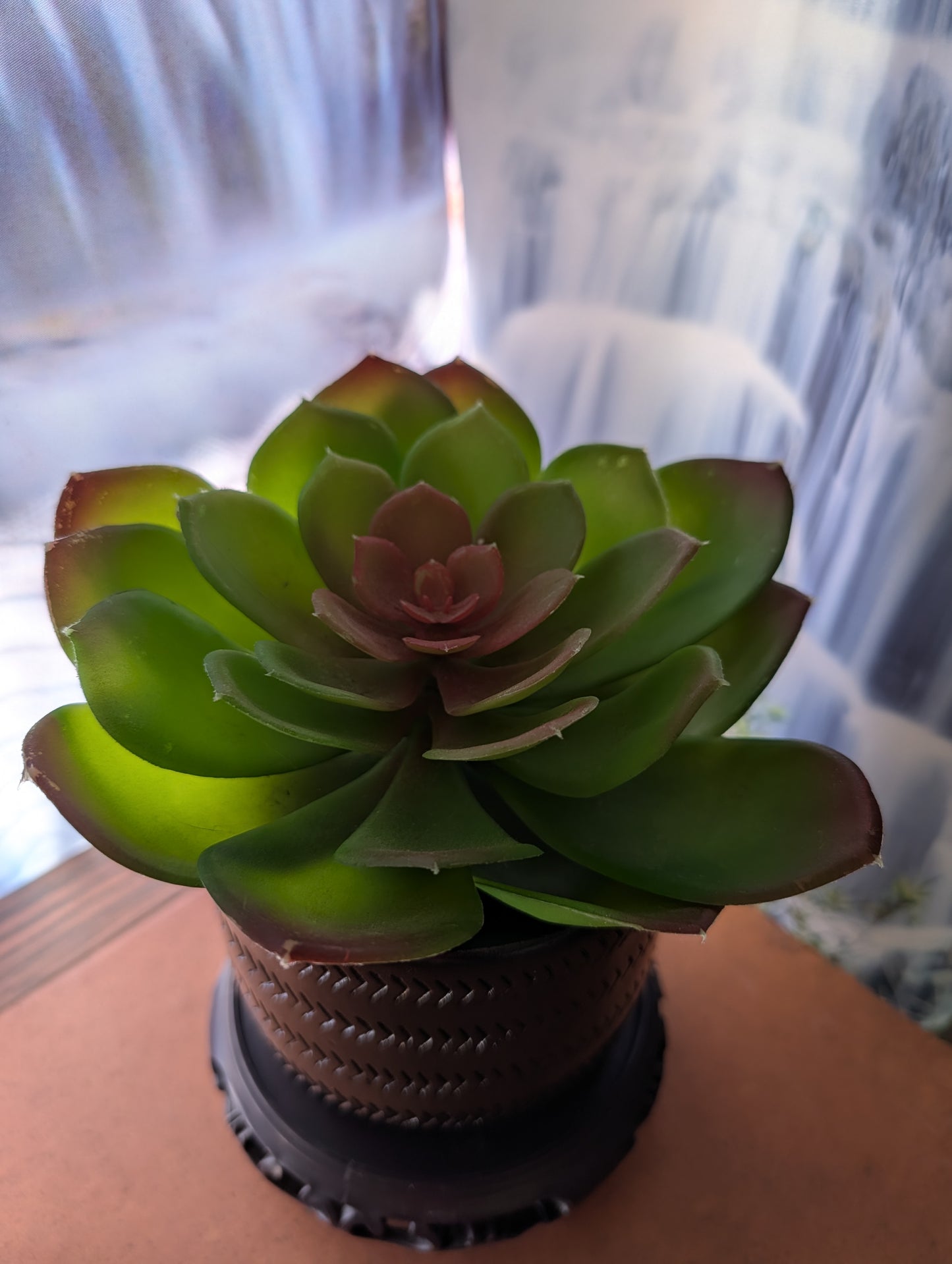 Single Extra-Large Succulent