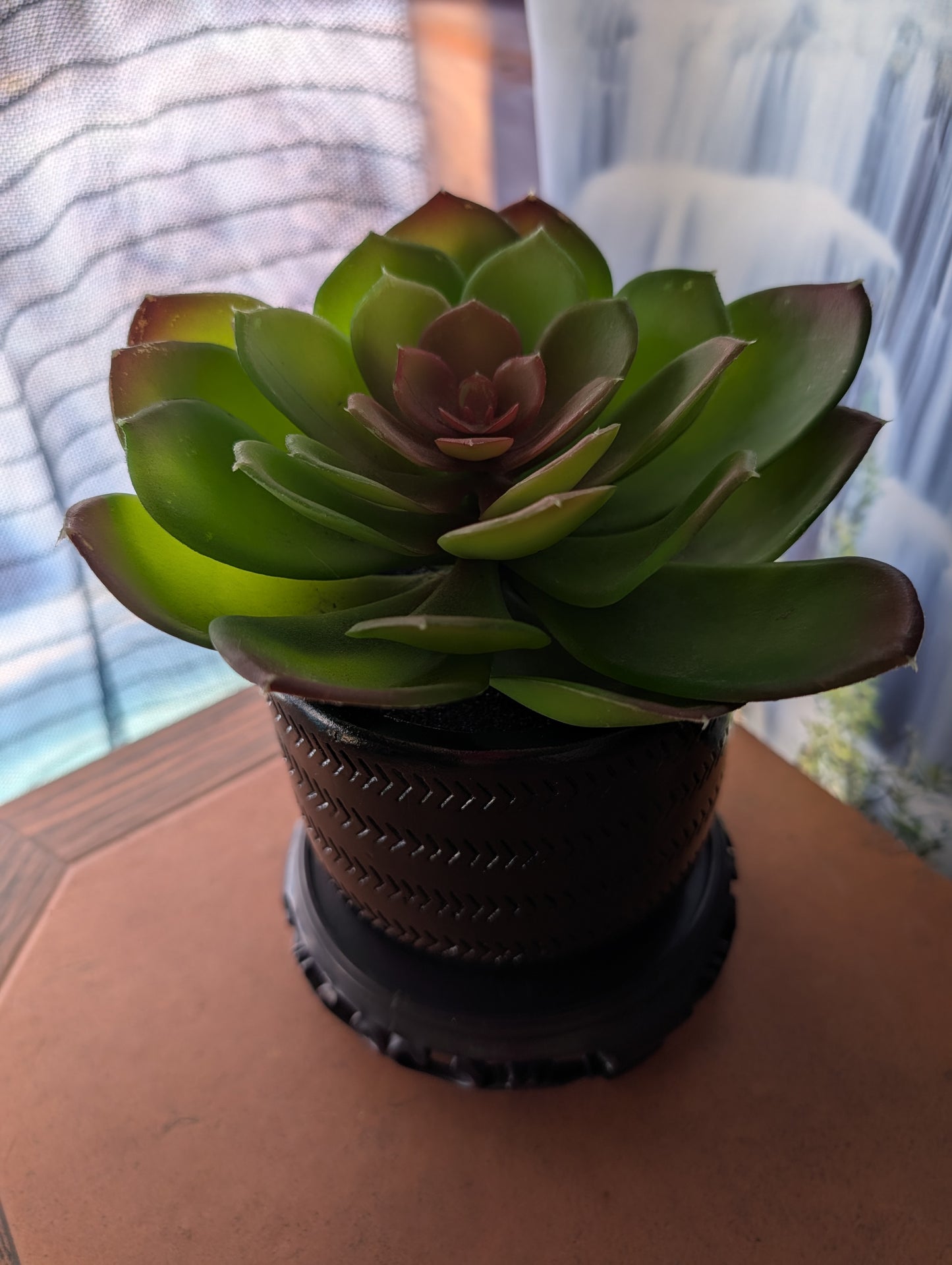 Single Extra-Large Succulent