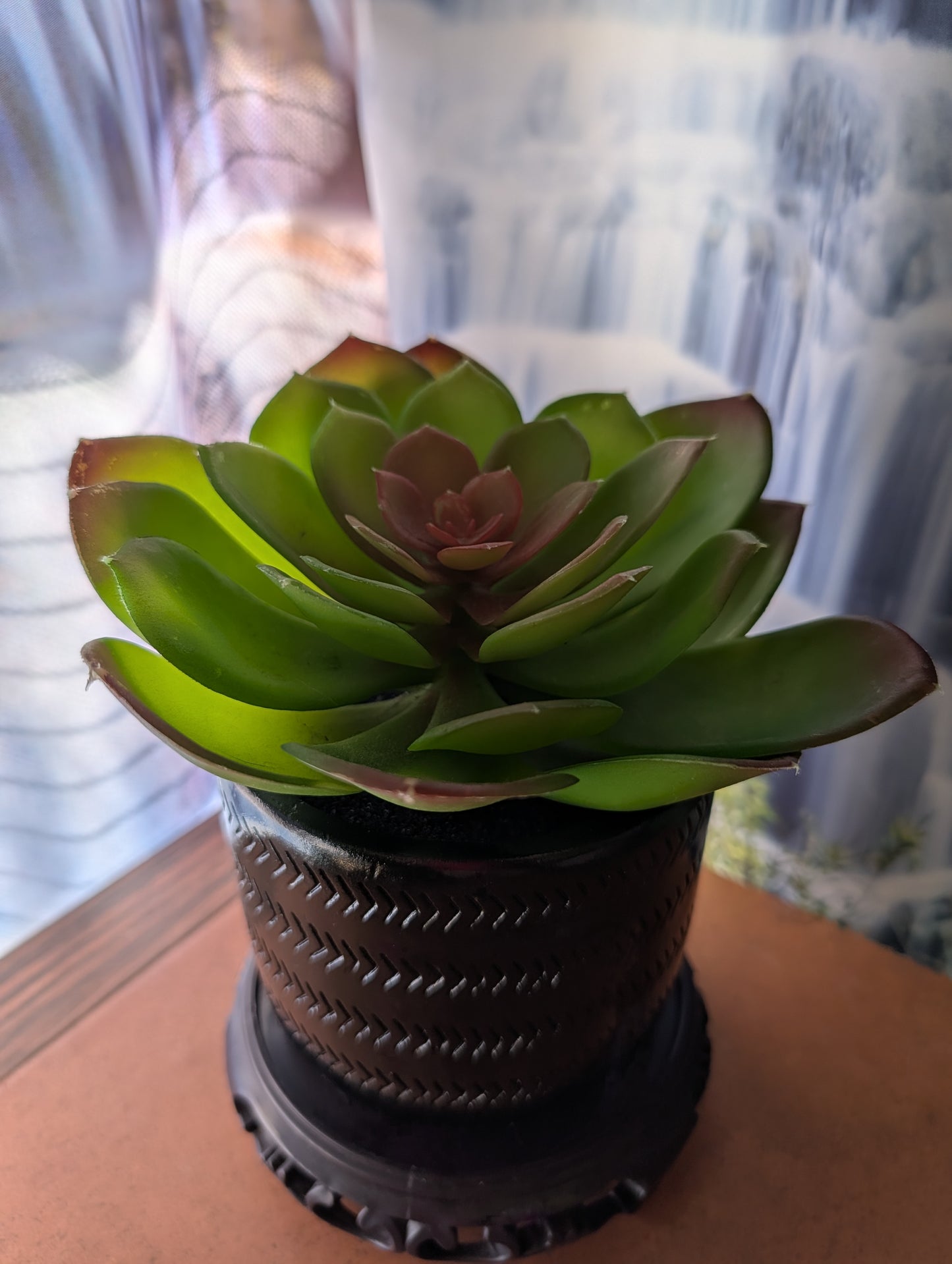 Single Extra-Large Succulent