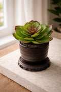 Single Extra-Large Succulent