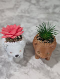 porcupine; Sissy and brother Bobbie